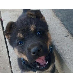 Meet your Posher, Steven